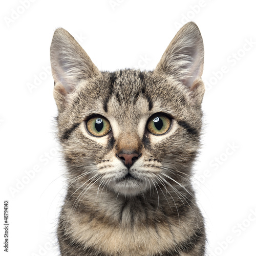 sir whiskerson